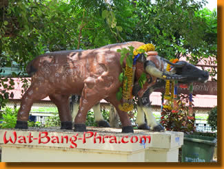 A Bull with magic symbols in Wat Bang Phra